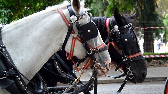 Two horses with blinders