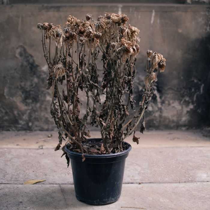 sad dead plant