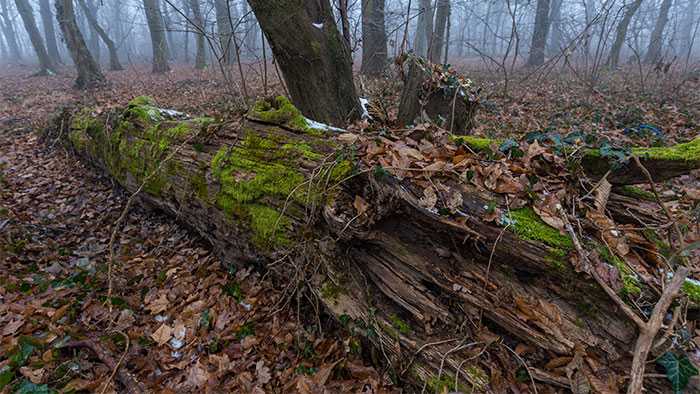 Tree fallen in empty forest