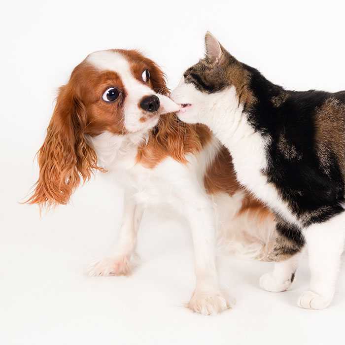 Troublemaker cat bites the lip of a frightened small dog