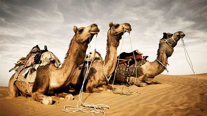 Three camels representing hump day, the best day to start a sprint