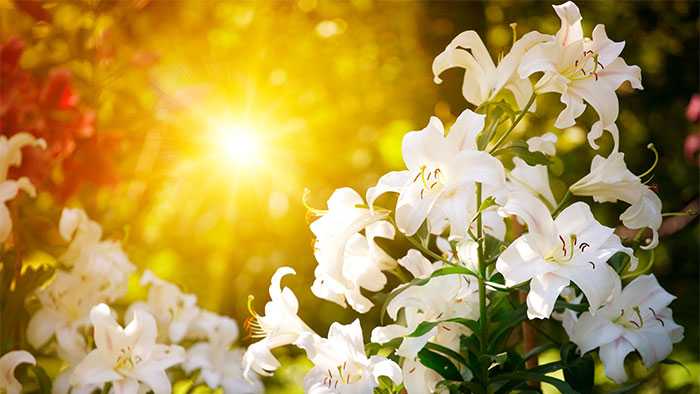 Golden sun shines behind tuft of lilies