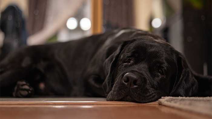 close up of black labrador