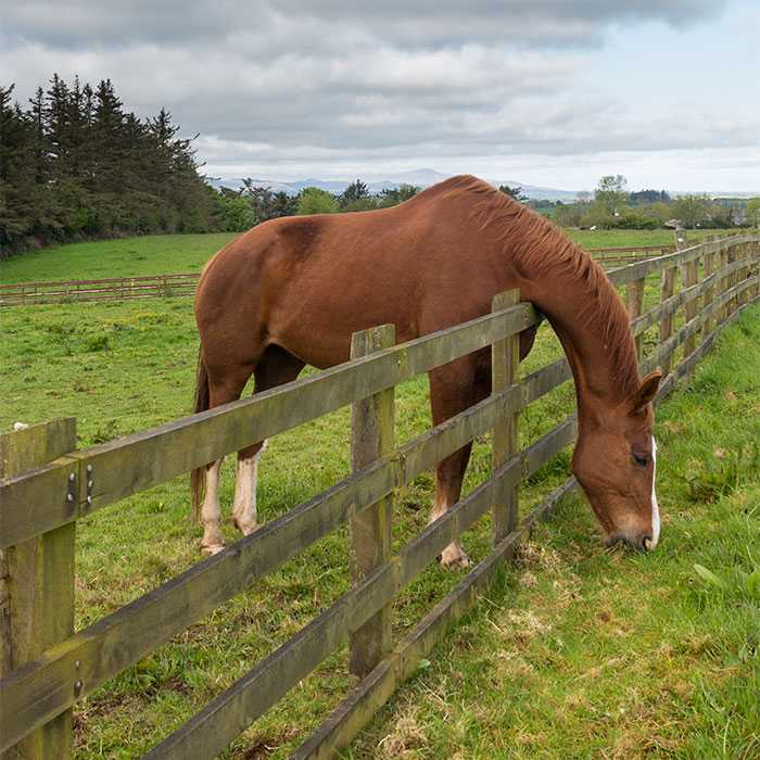 Horse hanging it's head across a fence to eat from a neighboring pasture