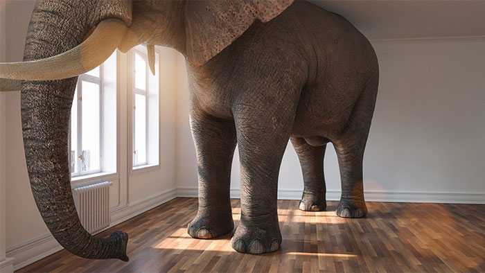 Large elephant stanging in empty room