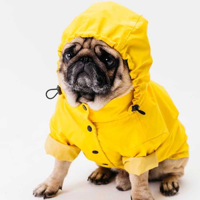 Unhappy pug dog standing in an unnecessary rain coat