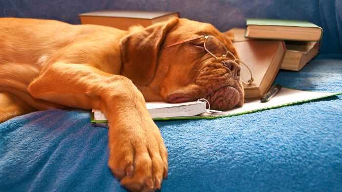 Dog wearing reading glasses asleep on top of a book