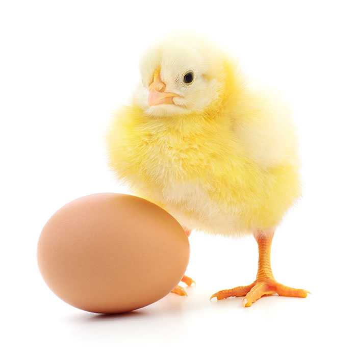 Fluffy yellow chick standing next to a chicken egg