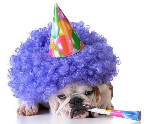 Dog clearly displeased to be dressed in gimmickey birthday attire