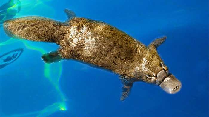 Platypus swimming through blue water in all its glory with its mismatched parts from other animals