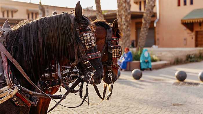 Couple of horses standing in street with eyes covered by blinders