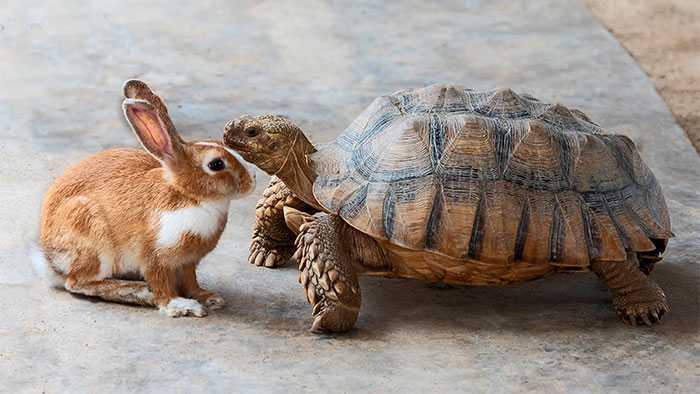 Tortious and hare standing side-by-side on blacktop