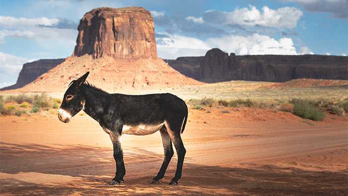 An ass standing in a pretty desert landscape