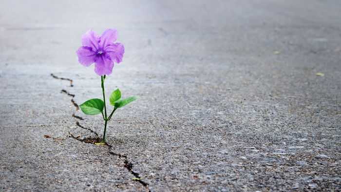 purple flower growing from crack in sidewalk unexpectedly